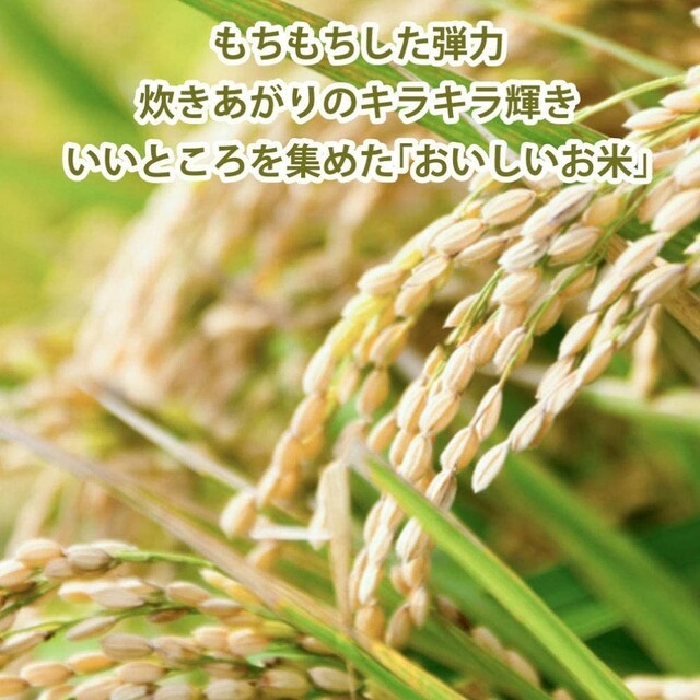 令和4年産20kg『新米★コシヒカリ』無洗米★粒ぞろいで美味しいお米米の横綱