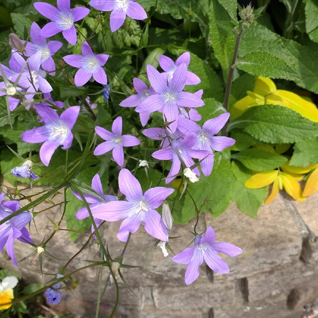 花種　カンパニュラ　パツラ ハンドメイドのフラワー/ガーデン(プランター)の商品写真