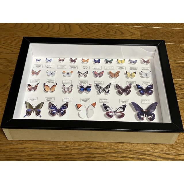蝶の標本ペパクラ1 2サイズ(額なしキット)