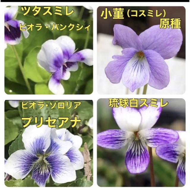 ♡♡可愛い♡♡ 花の種 スミレ種  すみれ 菫 花種 宿根草 多年草 ハンドメイドのフラワー/ガーデン(その他)の商品写真