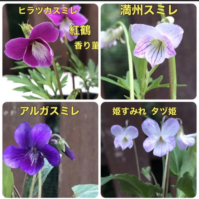 ♡♡可愛い♡♡ 花の種 スミレ種  すみれ 菫 花種 宿根草 多年草 ハンドメイドのフラワー/ガーデン(その他)の商品写真