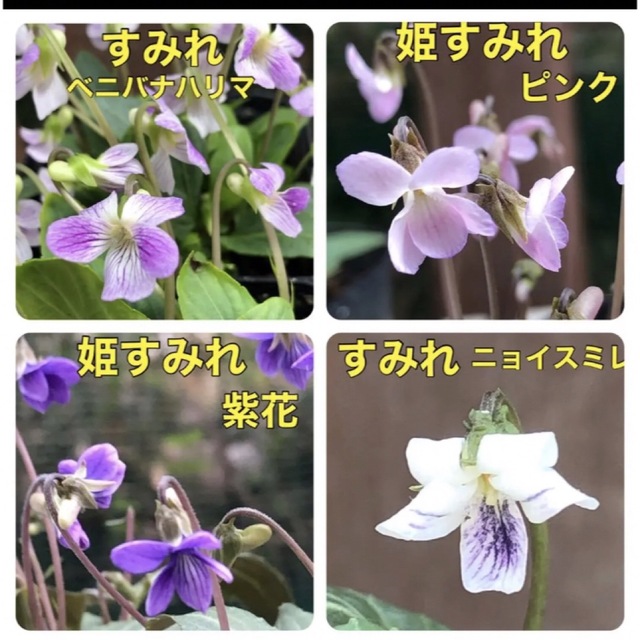 ♡♡可愛い♡♡ 花の種 スミレ種  すみれ 菫 花種 宿根草 多年草 ハンドメイドのフラワー/ガーデン(その他)の商品写真