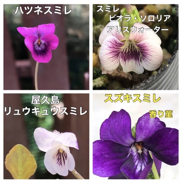 ♡♡可愛い♡♡ 花の種 スミレ種  すみれ 菫 花種 宿根草 多年草 ハンドメイドのフラワー/ガーデン(その他)の商品写真