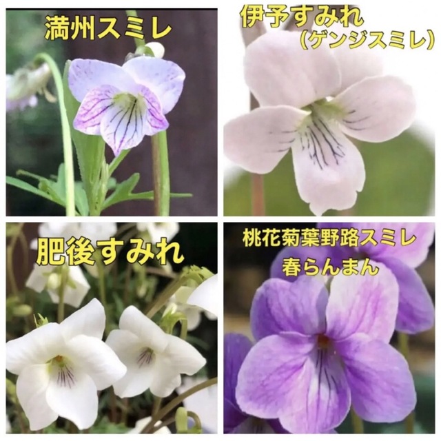 ♡♡可愛い♡♡ 花の種 スミレ種  すみれ 菫 花種 宿根草 多年草 ハンドメイドのフラワー/ガーデン(その他)の商品写真