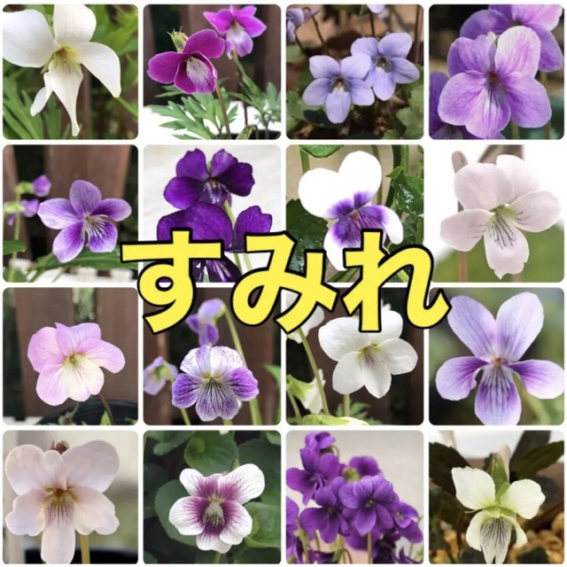 ♡♡可愛い♡♡ 花の種 スミレ種  すみれ 菫 花種 宿根草 多年草 ハンドメイドのフラワー/ガーデン(その他)の商品写真