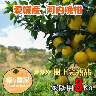 河内晩柑家庭用 8キロ 樹上超熟(フルーツ)