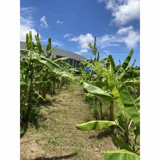 バナナ苗2本！EM栽培ドワーフ90cm以上！沖縄アップルバナナ専門農家直送！