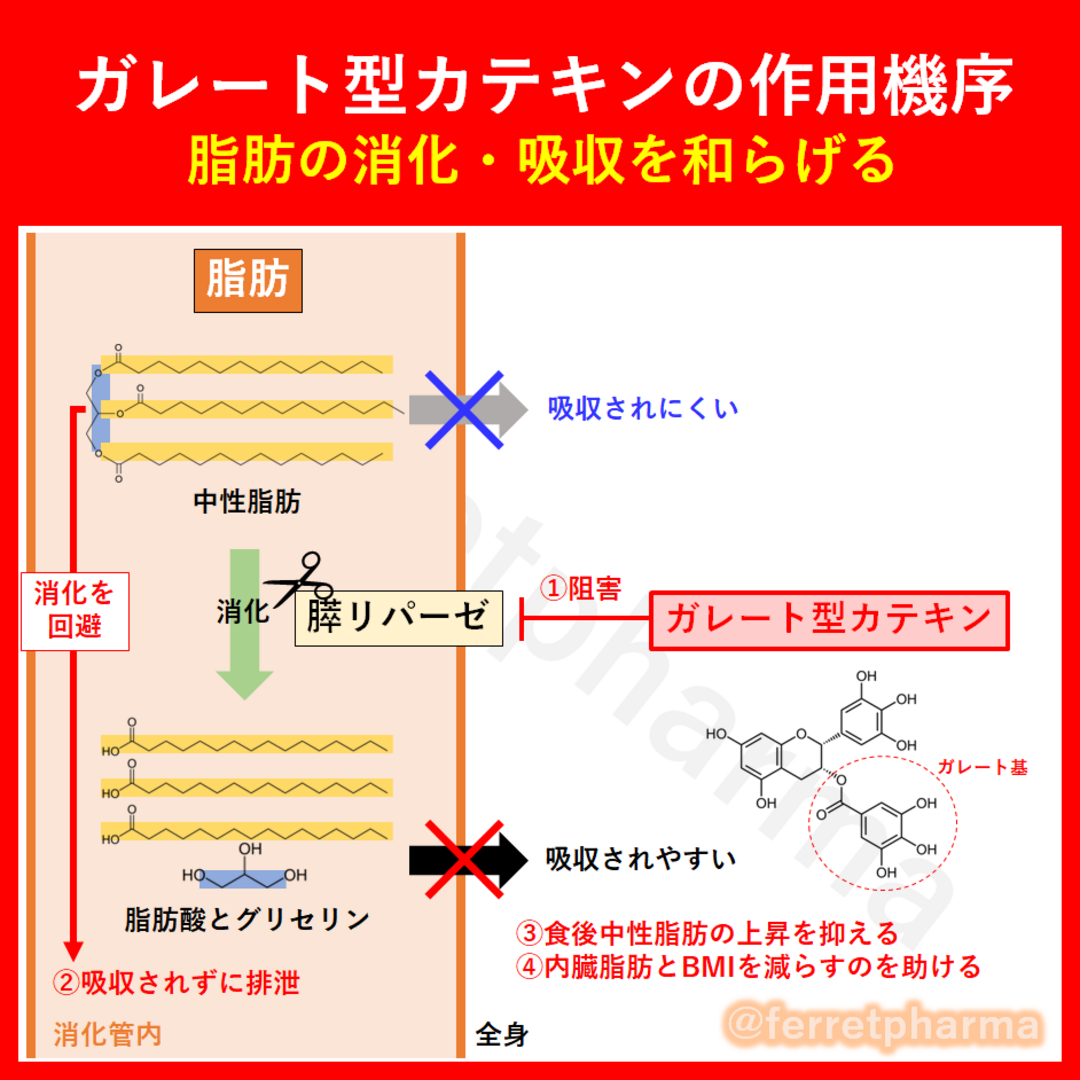 【機能性表示食品】サプリプラス 高めのBMIを下げる カテキン 30日分 1袋 エンタメ/ホビーのエンタメ その他(その他)の商品写真