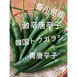 予約来週収穫発送　香川県産韓国激辛唐辛子500g(野菜)