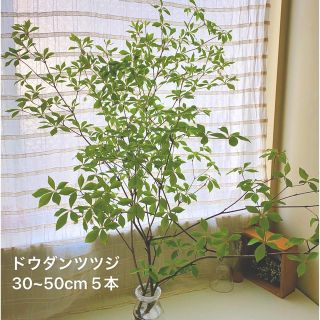 ドウダンツツジ  枝物 生花 ミヤマドウダンツツジ (その他)