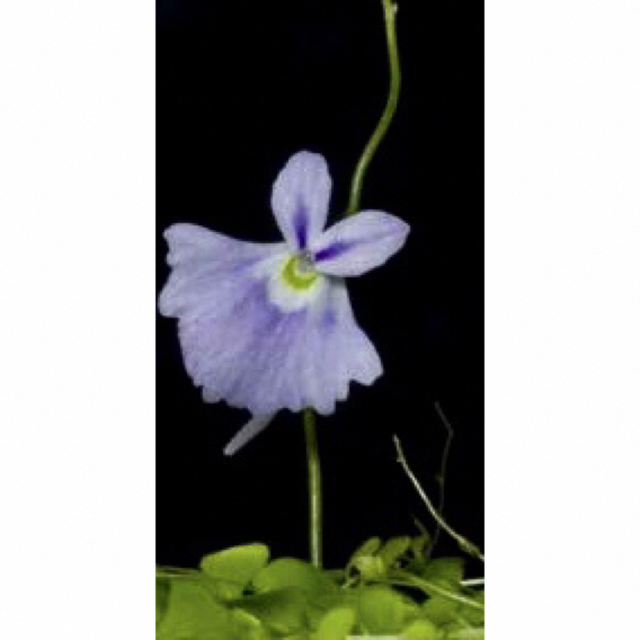 食虫植物ウサギゴケ白花青花クリオネゴケミクロカリックス4点セットミニ株❤️ ハンドメイドのフラワー/ガーデン(その他)の商品写真