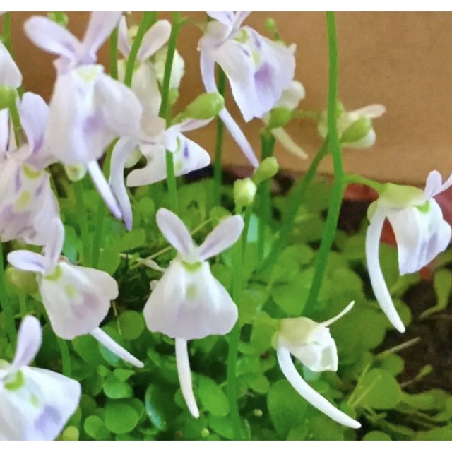 食虫植物ミニ株4点❤️ウサギゴケ白花青花クリオネゴケミクロカリックス ハンドメイドのフラワー/ガーデン(その他)の商品写真