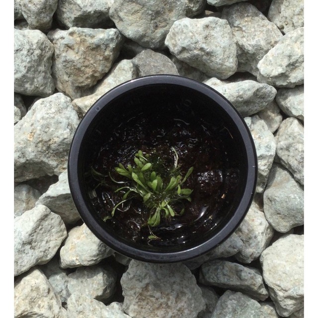 食虫植物ミニ株4点❤️ウサギゴケ白花青花クリオネゴケミクロカリックス ハンドメイドのフラワー/ガーデン(その他)の商品写真