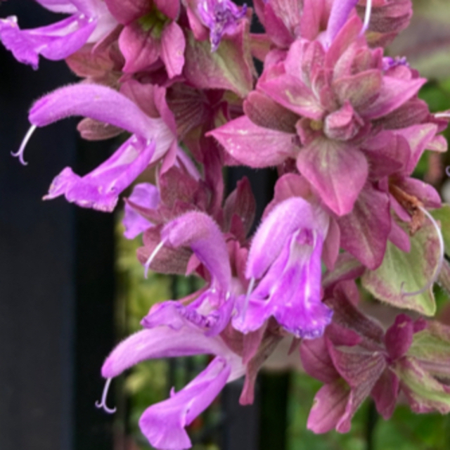 花の種　ランスロットサルビア　ニコチアナ ハンドメイドのフラワー/ガーデン(その他)の商品写真