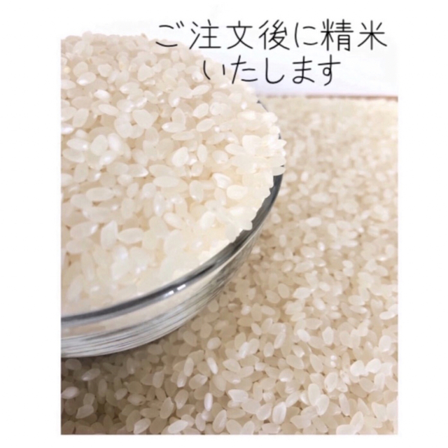 新米☺︎栃木県産コシヒカリ【特別栽培米】白米20kg-