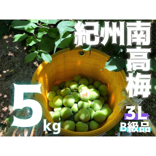 【さととも様 専用】紀州南高梅　3L 5kg B級品　2級品 食品/飲料/酒の食品(フルーツ)の商品写真