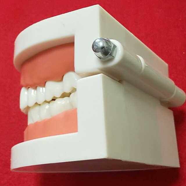 歯 模型 歯型 歯おもちゃ 歯モデル ホラーグッズ エンタメ/ホビーのおもちゃ/ぬいぐるみ(模型/プラモデル)の商品写真