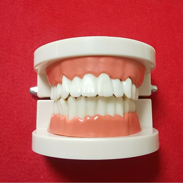 歯 模型 歯型 歯おもちゃ 歯モデル ホラーグッズ エンタメ/ホビーのおもちゃ/ぬいぐるみ(模型/プラモデル)の商品写真