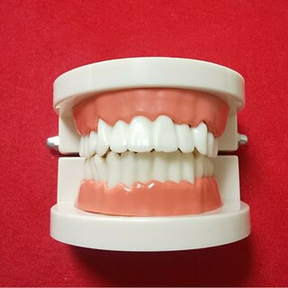 歯 模型 歯型 歯おもちゃ 歯モデル ホラーグッズ(模型/プラモデル)