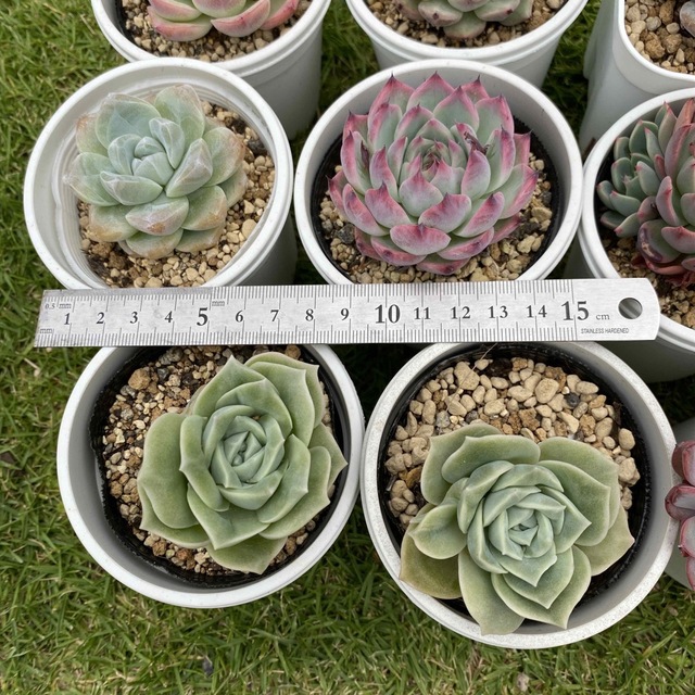 多肉植物 10苗セット(速達又はゆうパック発送です)の通販 by Green Drops|ラクマ 速達付き 多肉植物 根付き苗11種類⑤