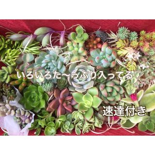 スカーレット入り♡多肉植物(カット苗) カラフルなセット♪ このままお届け(その他)