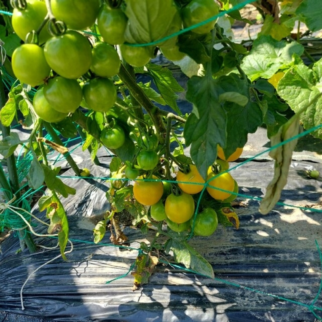 おまかせ野菜詰め合わせBOX【S】 食品/飲料/酒の食品(野菜)の商品写真