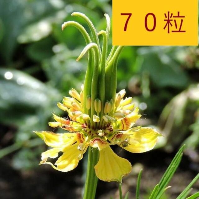 【花の種】70粒 ニゲラ オリエンタリス トランスフォーマー ハンドメイドのフラワー/ガーデン(プランター)の商品写真