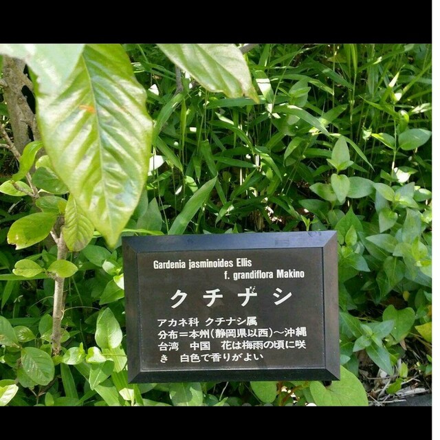 冬の華 ❤️グタールEDP100/クチナシ花/Un Matin Dorace/箱なし