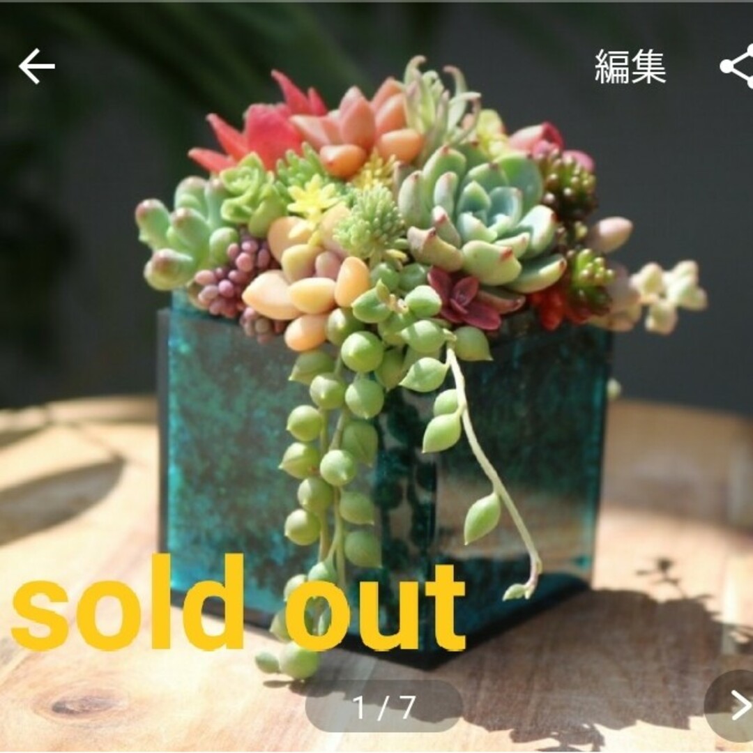 6月まで1700円→1500円！多肉植物寄せ植えそのまま飾れる❣クリアブルー