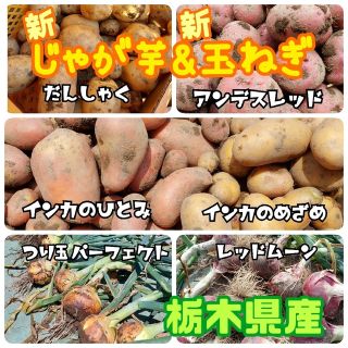 栃木県産　新じゃが芋&新玉ねぎMIX　箱込み5kg(野菜)