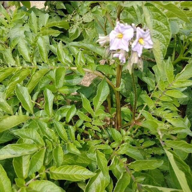 無農薬　新じゃがいも　農薬不使用　アンデスレッド　きたあかり　1.5kg 食品/飲料/酒の食品(野菜)の商品写真