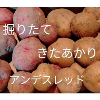 無農薬　新じゃがいも　農薬不使用　アンデスレッド　きたあかり　1.5kg(野菜)