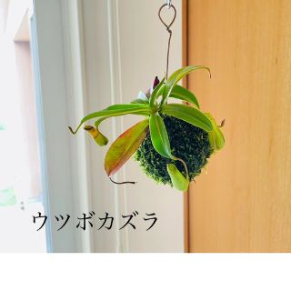 ウツボカヅラの苔玉　食虫植物(その他)