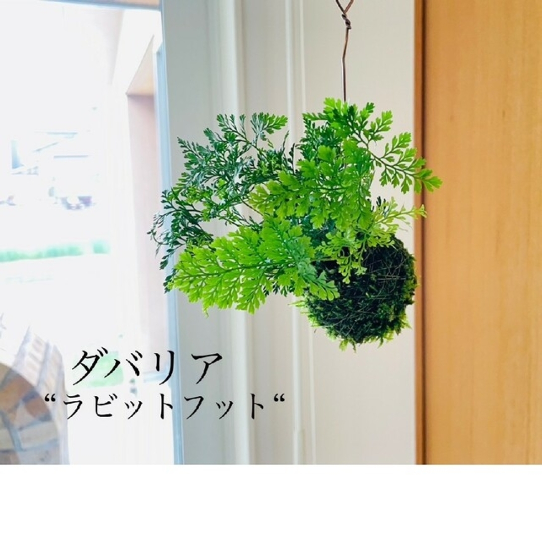 《専用》ダバリア"ラビットフット"の苔玉と宿根アサガオの苔玉 ハンドメイドのフラワー/ガーデン(その他)の商品写真