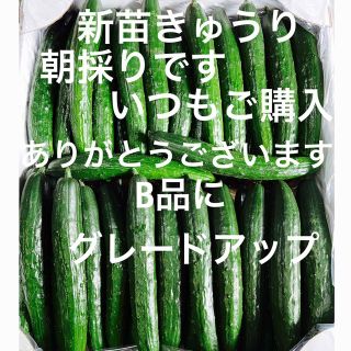 朝採り新鮮きゅうり、5キロです。B品にグレードアップして配送いたします。(野菜)