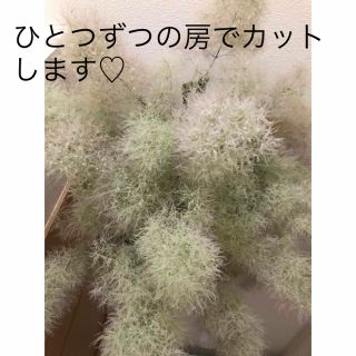 匿名配送❤︎スモークツリー　ドライ　約97㎝サイズのリサイクル段ボールに入るだけ(ドライフラワー)