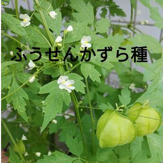 フウセンカズラ　ガーデニング　種　花　植物　ふうせんかずら　グリーンカーテン(その他)