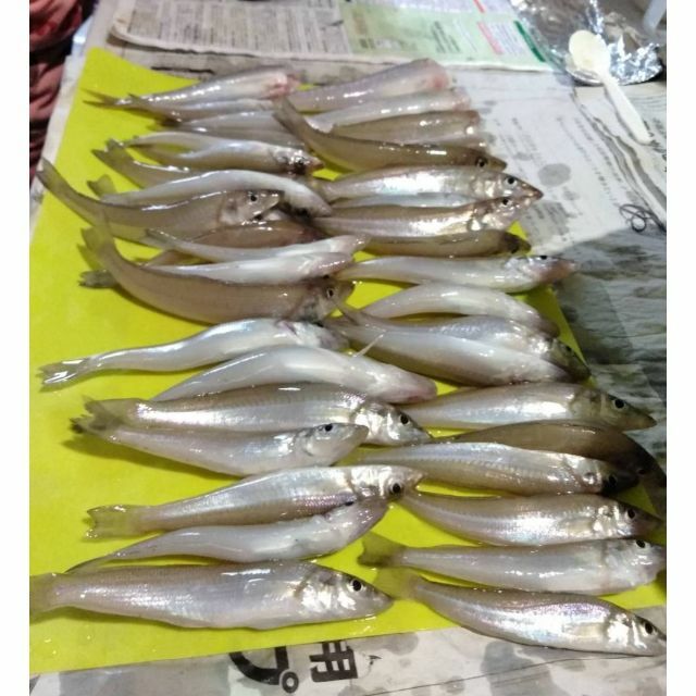 キス釣り仕掛け(ハンドメイド)3本針【1袋1仕掛け×5袋】の通販 by