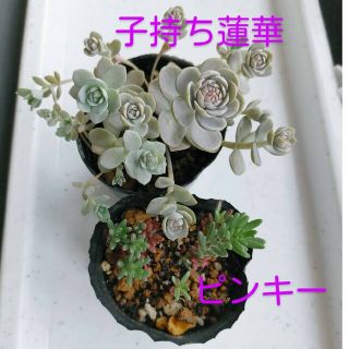 子持ち蓮華 ピンキー 多肉 植物 セダム 寄せ植え セット(プランター)