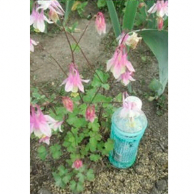 オダマキ　ピンクランタンの種　30粒 ハンドメイドのフラワー/ガーデン(その他)の商品写真