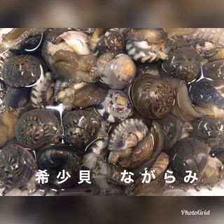 活ながらみ　2キロ(魚介)