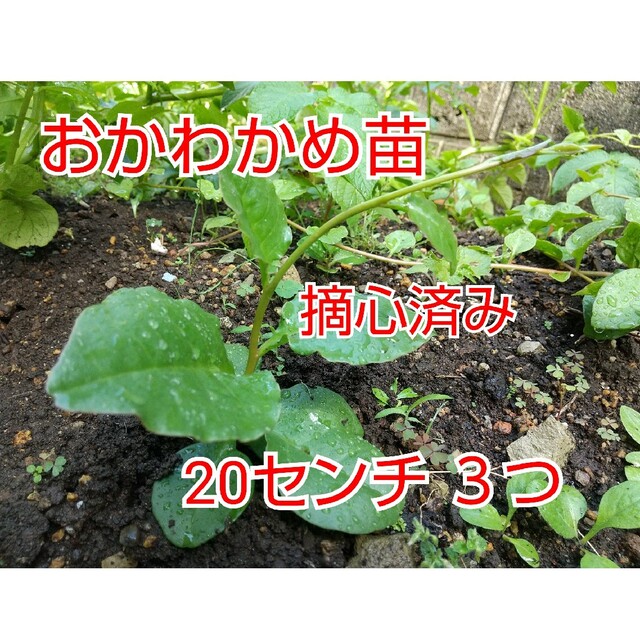 【今が植え時】おかわかめ抜き苗 ３つ 食品/飲料/酒の食品(野菜)の商品写真