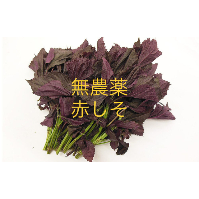 群馬県産 無農薬赤しそ 500g 食品/飲料/酒の食品(野菜)の商品写真