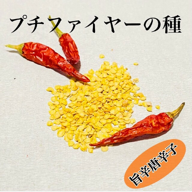 ドーム状に育つ唐辛子プチファイヤーの種10粒＋アルファ 食品/飲料/酒の食品(野菜)の商品写真