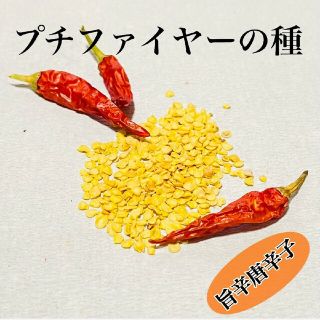 食べて美味しく鑑賞価値も高い唐辛子プチファイヤーの種20粒＋アルファ(野菜)