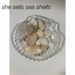 she sells sea shells  貝殻とお皿(その他)