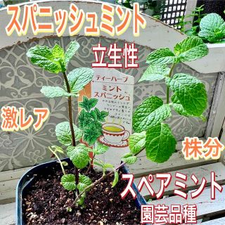 スパニッシュミント　苗　スペアミント　虫除け対策　やや立性タイプ　今回のみご案内(その他)