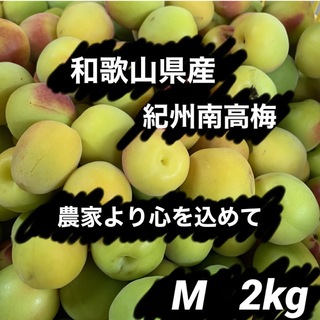 和歌山県産 紀州南高梅 Mサイズ 箱込み約2kg以上(フルーツ)