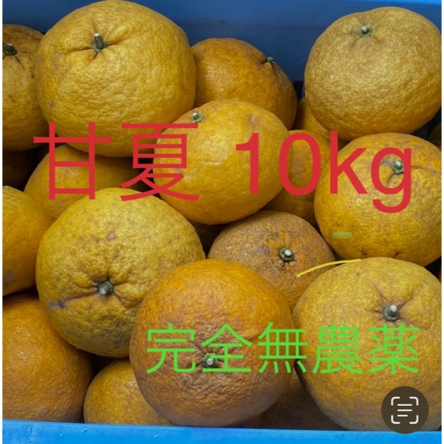 甘夏　10kg 食品/飲料/酒の食品(フルーツ)の商品写真