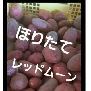 ミルミル様専用❤️ほりたて新じゃがいも　レッドムーン　10キロ送料込 4450円(野菜)